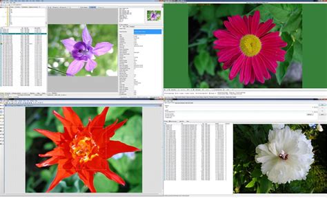 Free WildBit Viewer 6.11